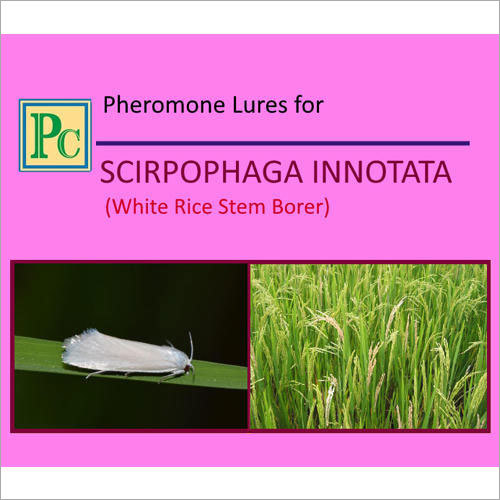 Pheromone Lures For Scirpophaga Innotata