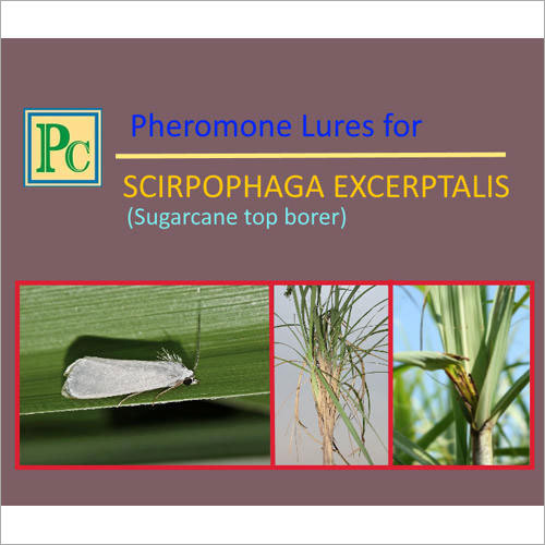 Pheromone Lures For Scirpophaga Excerptalis