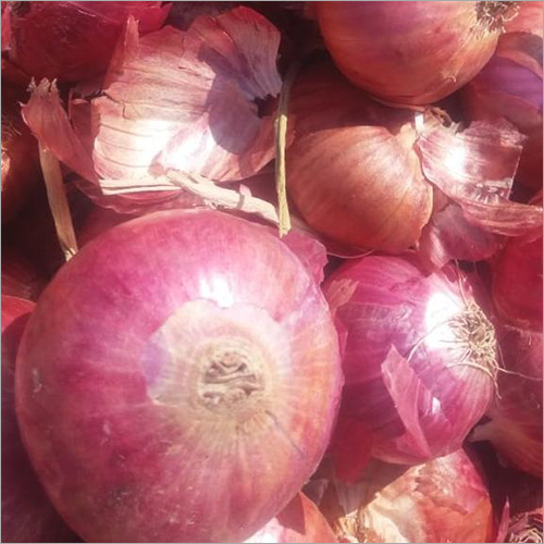 Red Onion - 30-75 mm Size, Fresh Red Color | Common Cultivation, A Grade & B Grade Available, Versatile for Cooking & Salads
