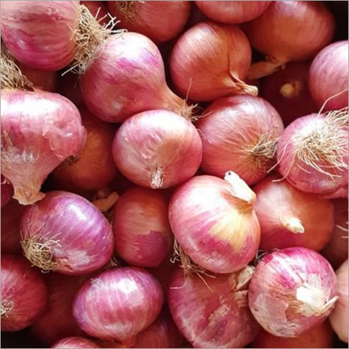 Nasik Red Onion - Farm Fresh, 30 - 75 mm Size, Red Color | Organic, Common Cultivation, 3 Months Shelf Life, Preserved Quality