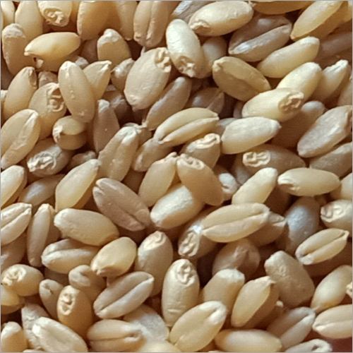 Organic Wheat Grains