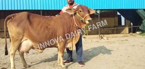 Pure Sahiwal Cow