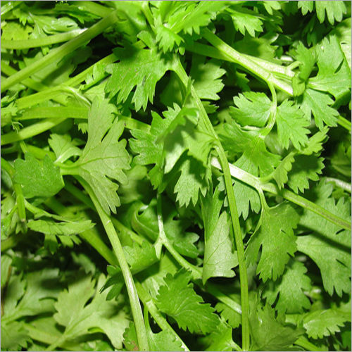 Fresh Coriander Leaves