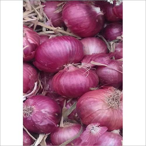 Fresh Onion