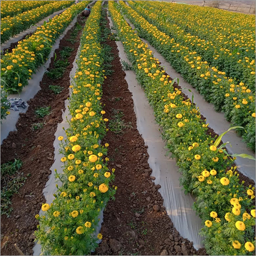 Hi-tech Farming Consultancy Service