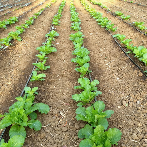 Nursery Plant Consultancy Service