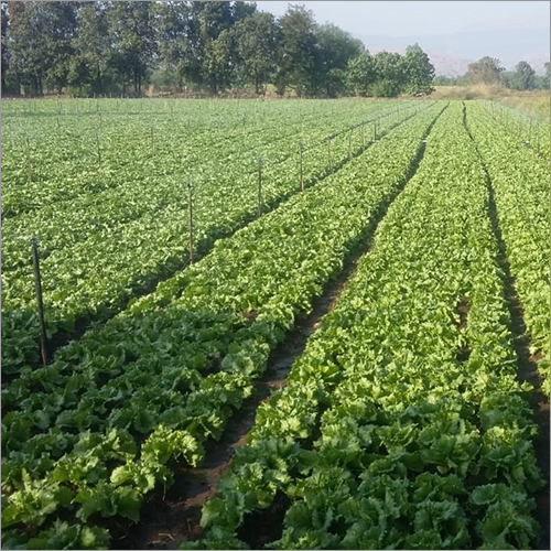 Small Nursery Plant Consultant Service