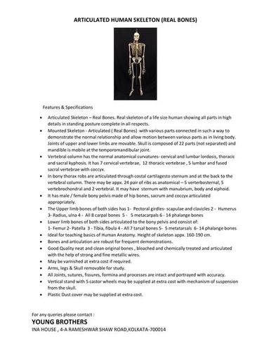 ARTICULATED HUMAN SKELETONS (REAL BONES)