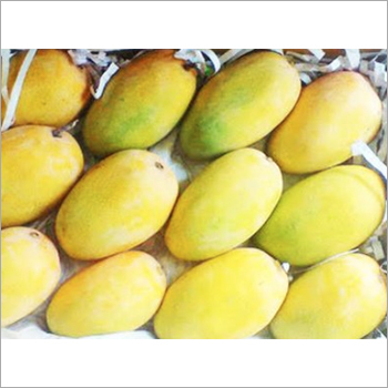 Kesar Mango - Organic Whole Fruit Sweet Yellow Pulp with High Vitamin C Content Enhances Digestion and Refreshes in Summer