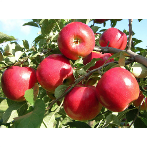 Pinkish Red New Zealand Apple
