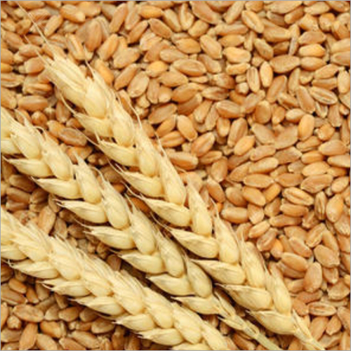Wheat