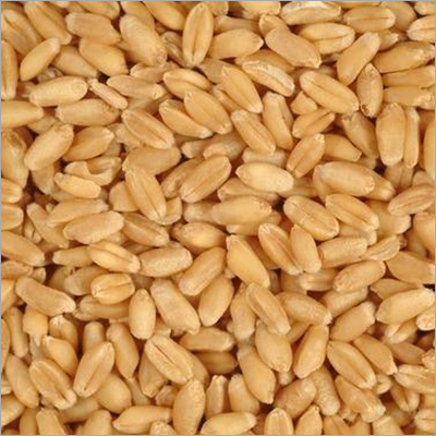 Brown Whole Wheat Grain