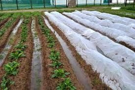 Non Woven Fabrics For Agriculture