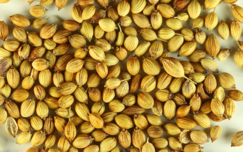Coriander Seeds - Dried Light Brown Oval-Shaped Seeds with Citrus Flavor | Rich in Vitamins and Minerals Perfect for Cooking Spices