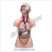 Human Torso Model - Pvc, Human Shape | Durable, Colorfast Design For Hospital And Laboratory Studies