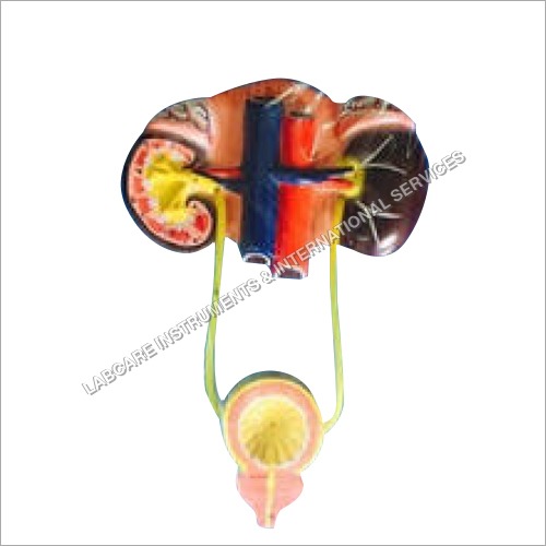 Human Kidney Model With Bladder Model