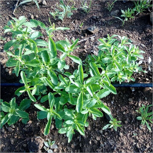 Green Stevia Plants