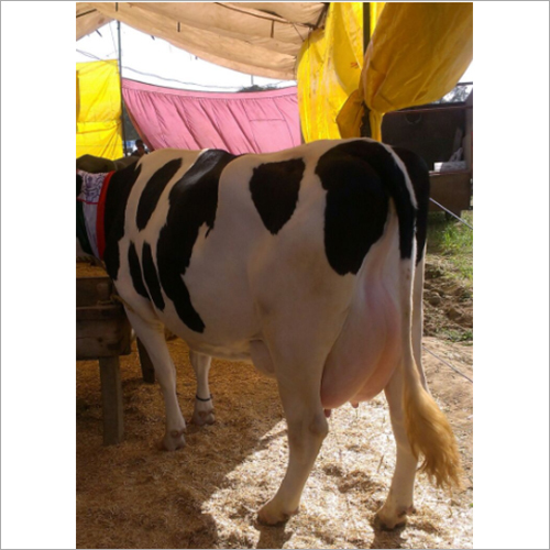 Pure Breed HF Cow