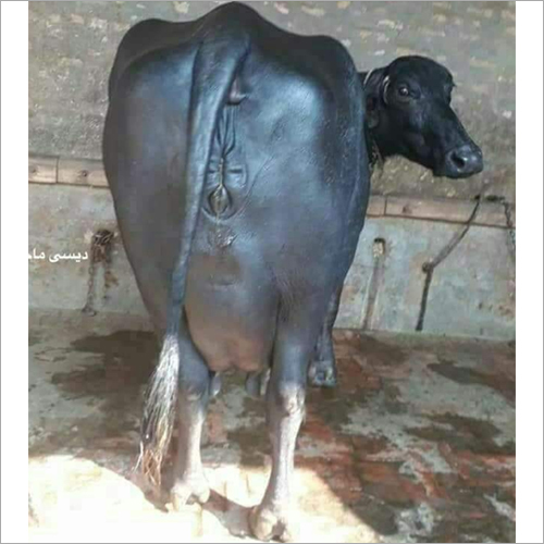 Indian Murrah Buffalo