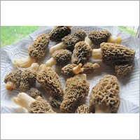 Dried Morel Mushroom - Organic Grade A 100gm, 200gm, 5kg | No Artificial Flavour, No Preservatives, High Nutritional Value
