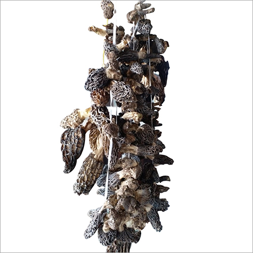 Wild Morel Mushroom Shelf Life: 1 Years