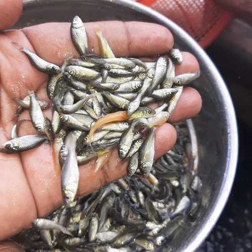 Common caro fish seed