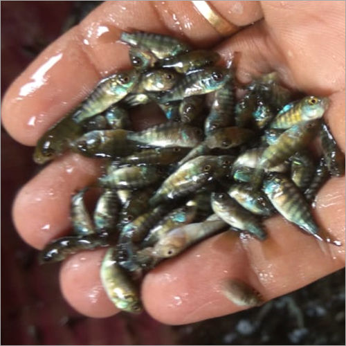 Monosex Tilapia Fish Seed