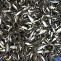 Rohu Fish Seed