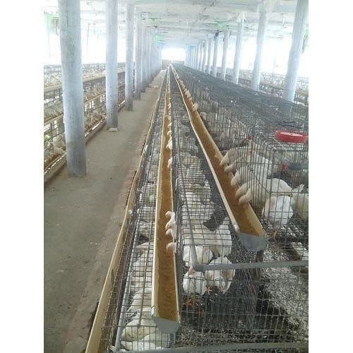 Poultry Grower Cage