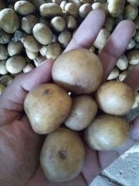 Fresh Potato Seed - Agriculture Grade, 100% Pure | Pesticide Free, Organic, Suitable For Cooking And Agricultural Use, 3 Months Shelf Life