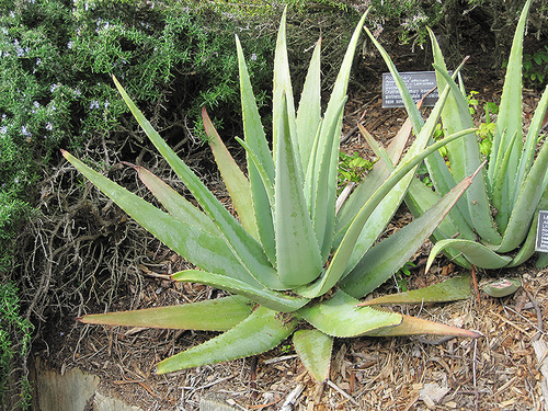 aloevera leaves