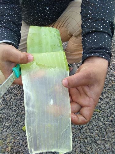 aloevera pulp