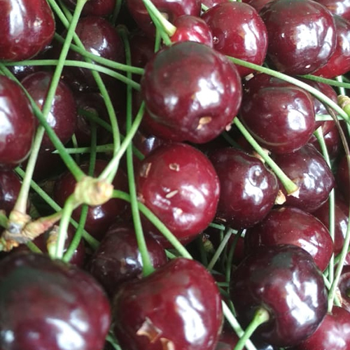 Organic Red And Black Cherries