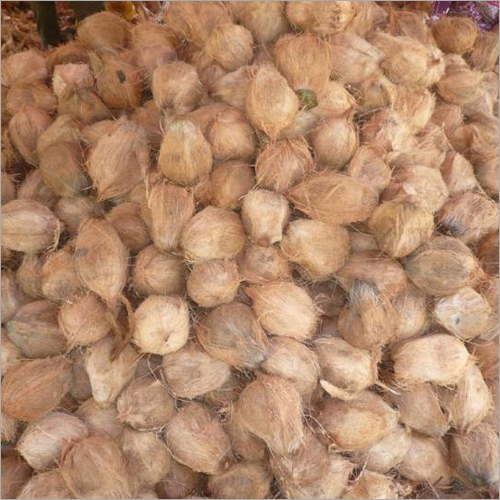 Mature Semi Husked Coconut - 1kg Whole, Brown Color | Preserved Variety Rich in Vitamins and Nutrients