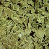 COTTON SEED MEAL