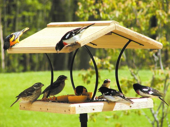 Bird Feeders Bird Feeders Exporter Supplier Manufacturer