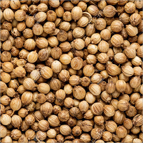 Dried Coriander Seed