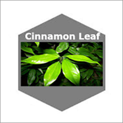 Cinnamon Leaf Natural Essential Oils - Green Leaf Liquid | Fresh Aroma, Natural Cosmetic, Soothes Joints, Viral Infection Protection