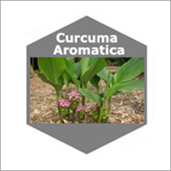 Curcuma Aromatica Natural Essential Oils
