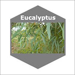 Eucalyptus Natural Essential Oils