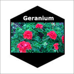Geranium Natural Essential Oils