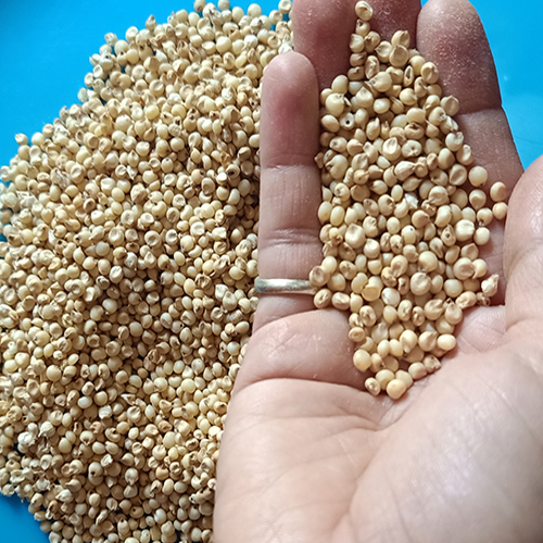 Sorghum Seed