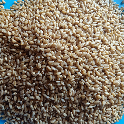 Organic Wheat - 1kg A1 Grade Hard Brown Sharbati Wheat | 100% Pure, Cultivated with Organic Fertilizers, Processed in Clean Surroundings