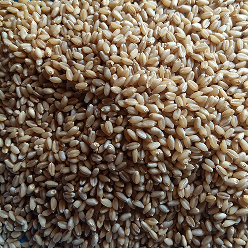 Wheat Sharbati