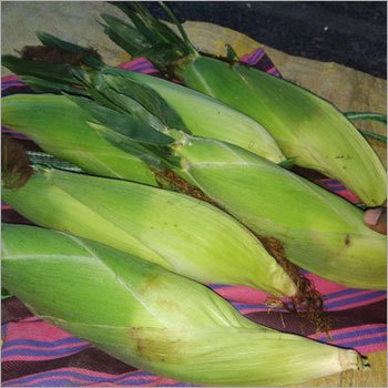 Fresh Sweet Corn