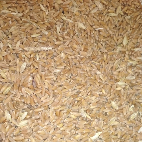 Wheat