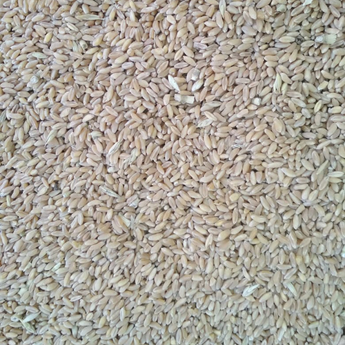 Organic Wheat