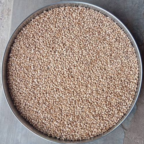 Organic Bansi Wheat