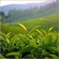 Green Tea Moisture (%): 5