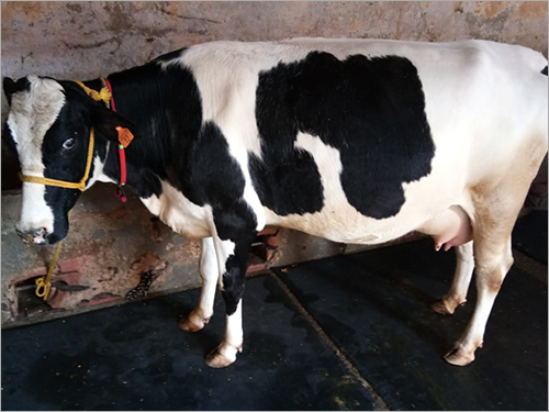 Pure HF Breed Cow